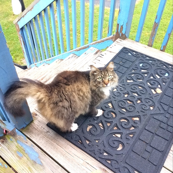 Meet your Posher, Catmam58 - Picture 2 of 16